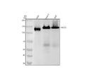 Anti-TACC3 Rabbit Monoclonal Antibody