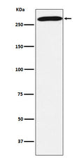 Western blot analysis of PRPF8 expression in 293T cell lysate.
