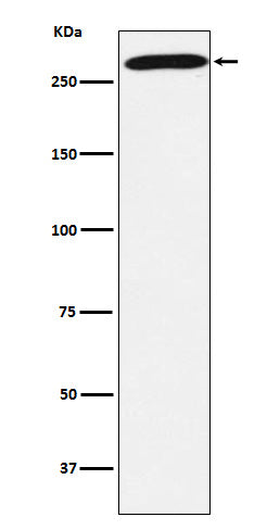Western blot analysis of PRPF8 expression in 293T cell lysate.