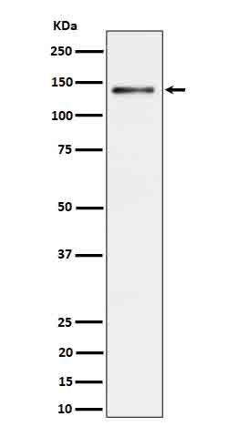 Western blot analysis of Ceruloplasmin expression in Rat liver cell lysate.