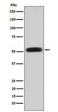 Western blot analysis of Glycerol kinase expression in HepG2 cell lysate.