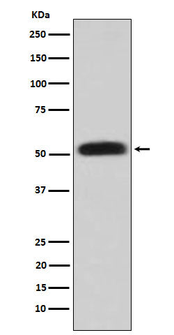 Western blot analysis of Glycerol kinase expression in HepG2 cell lysate.