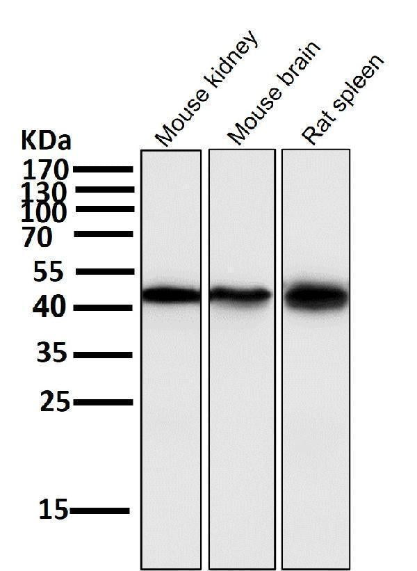 All lanes use the Antibody at 1:1K dilution for 1 hour at room temperature.