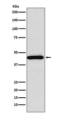 Western blot analysis of Somatostatin Receptor 5 expression in HeLa cell lysate.