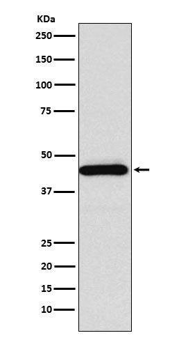 Western blot analysis of Somatostatin Receptor 5 expression in HeLa cell lysate.