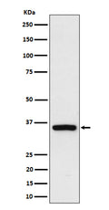 Western blot analysis of Rad51D expression in 293 cell lysate.