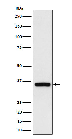 Western blot analysis of Rad51D expression in 293 cell lysate.