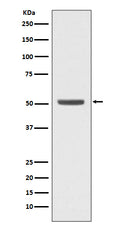 Western blot analysis of E2F2 expression in K562 cell lysate.