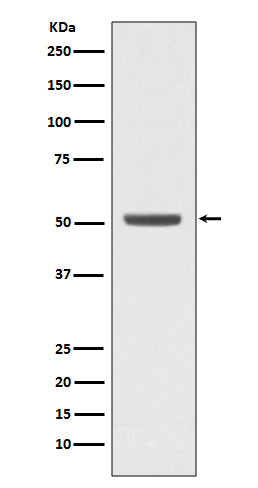 Western blot analysis of E2F2 expression in K562 cell lysate.