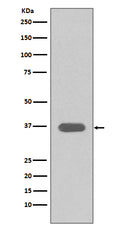 Western blot analysis of MSI2 expression in T47 D cell lysate.
