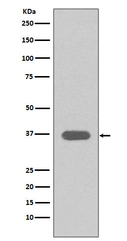 Western blot analysis of MSI2 expression in T47 D cell lysate.