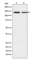Western blot analysis of Exportin 5 expression in (1) K562 cell lysate; (2) NIH/3T3 cell lysate.