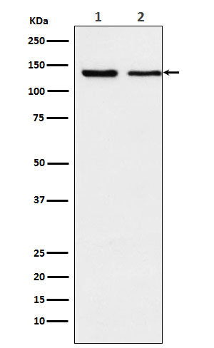 Western blot analysis of Exportin 5 expression in (1) K562 cell lysate; (2) NIH/3T3 cell lysate.