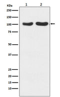 Western blot analysis of GluR2+GluR3 expression in (1) Human fetal brain lysate; (2) Mouse brain lysate.