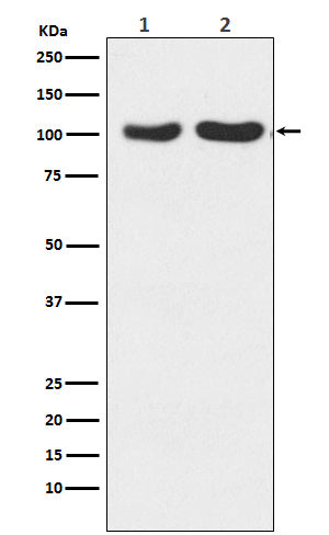 Western blot analysis of GluR2+GluR3 expression in (1) Human fetal brain lysate; (2) Mouse brain lysate.