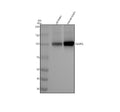 Anti-GluR2 Monoclonal Antibody