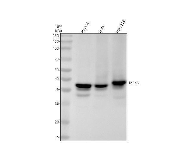 Anti-MEK3 MAP2K3 Rabbit Monoclonal Antibody