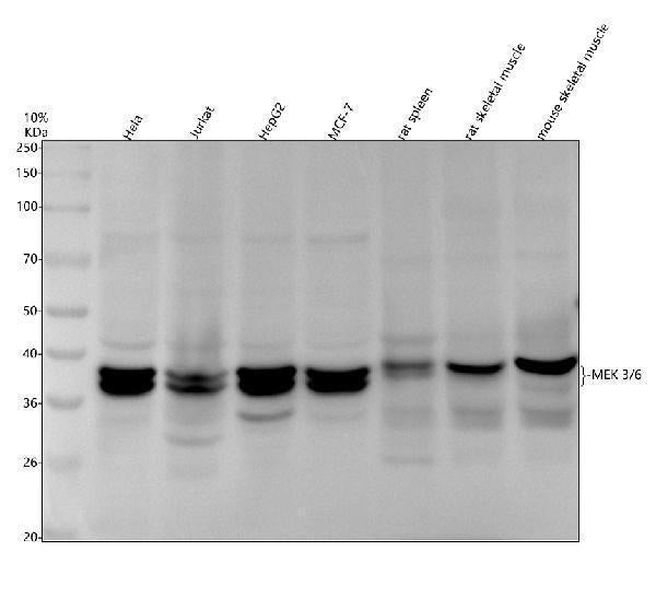 Anti-MEK3/MEK6 MAP2K3 Rabbit Monoclonal Antibody