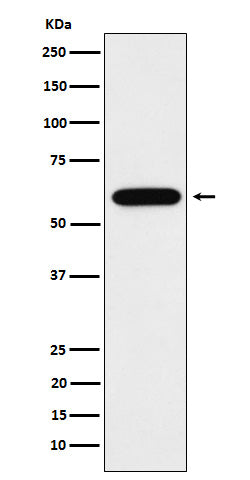 Western blot analysis of TUB1 expression in Neuro-2a cell lysate.