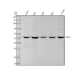 Anti-PRMT6 Rabbit Monoclonal Antibody