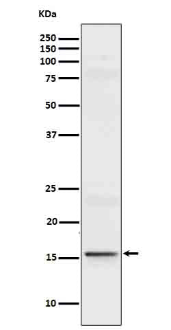 Western blot analysis of IL9 in Recombinant Human IL9 protein cell lysate.
