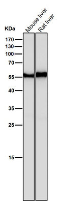 All lanes use the Antibody at 1:500 dilution for 1 hour at room temperature.