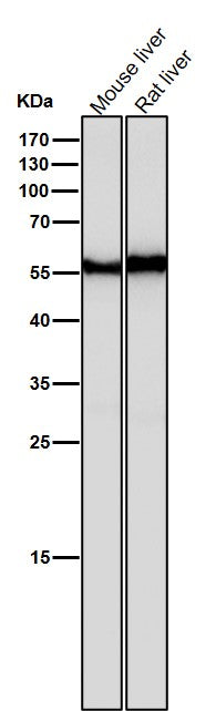 All lanes use the Antibody at 1:500 dilution for 1 hour at room temperature.