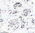 Anti-Matrin 3 Rabbit Monoclonal Antibody