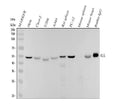 Anti-ILK/Integrin Linked Ilk Rabbit Monoclonal Antibody