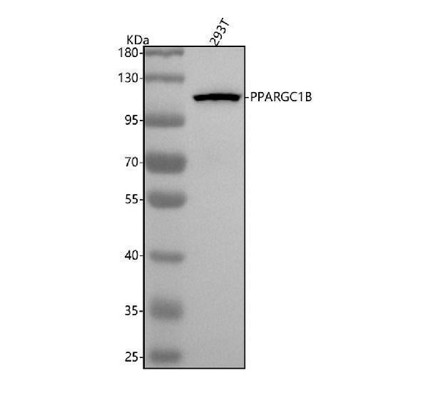 Anti-PGC1 beta PPARGC1B Monoclonal Antibody
