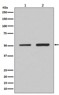 Western blot analysis of IRF2 expression in (1) HeLa cell lysate; (2) 3T3 cell lysate.