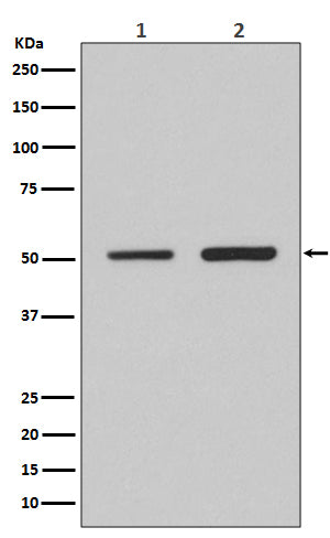 Western blot analysis of IRF2 expression in (1) HeLa cell lysate; (2) 3T3 cell lysate.