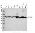 Anti-ATPB Rabbit Monoclonal Antibody