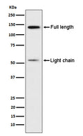 Western blot analysis of Kininogen 1 expression in Human platelet lysate.