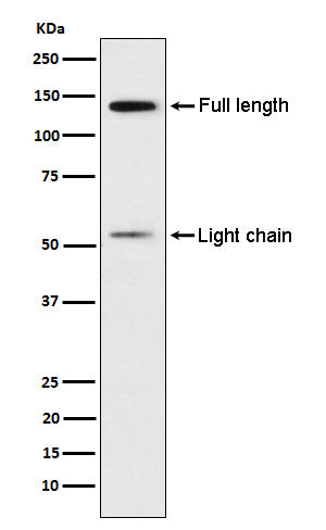 Western blot analysis of Kininogen 1 expression in Human platelet lysate.