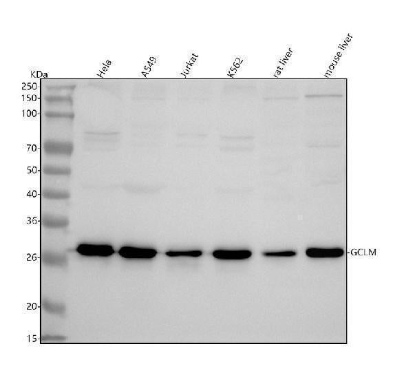 Anti-GCLM Rabbit Monoclonal Antibody