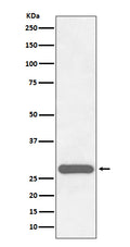 Western blot analysis of CITED2 expression in HeLa cell lysate.