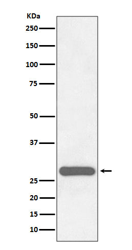 Western blot analysis of CITED2 expression in HeLa cell lysate.
