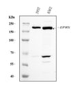 Anti-EPRS1/PARS Antibody Picoband® (monoclonal, 8G9C7)