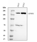Anti-EPRS1/PARS Antibody Picoband® (monoclonal, 12B5B3)