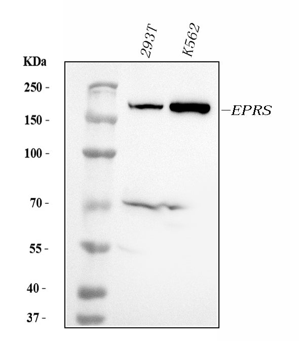 Anti-EPRS1/PARS Antibody Picoband® (monoclonal, 12B5B3)