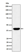 Western blot analysis of Islet1 expression in HeLa cell lysate.