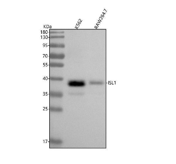 Anti-Islet 1 Rabbit Monoclonal Antibody