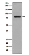Western blot analysis of GOLPH2 expression in LnCaP cell lysate.
