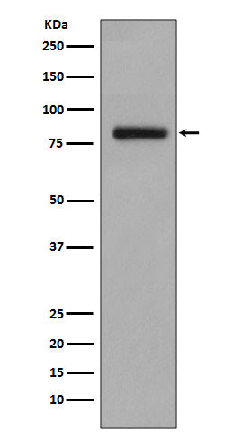 Western blot analysis of GOLPH2 expression in LnCaP cell lysate.