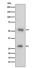 Western blot analysis of CD97 expression in human tonsil cell lysate.