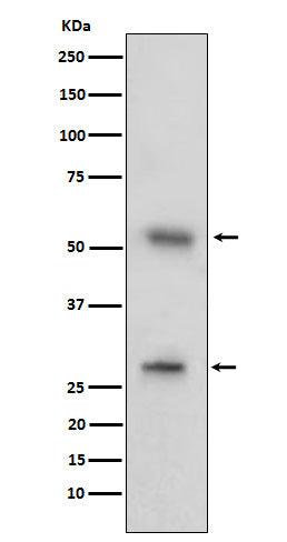 Western blot analysis of CD97 expression in human tonsil cell lysate.