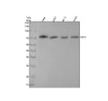 Anti-CD97 Monoclonal Antibody