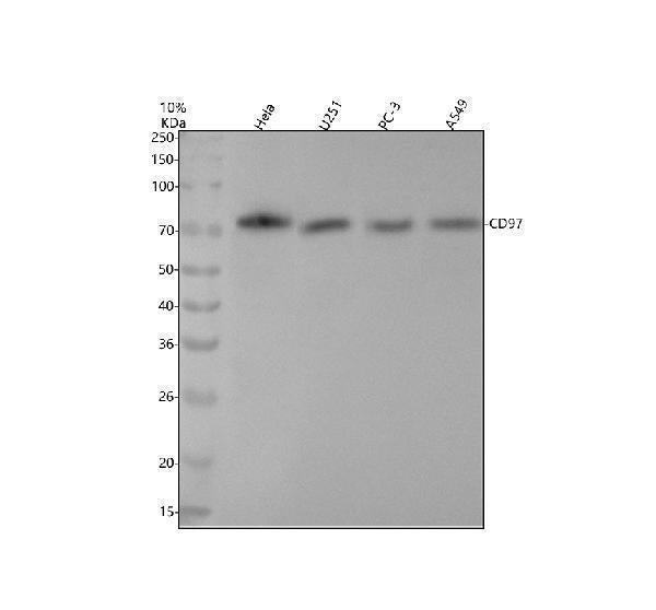 Anti-CD97 Monoclonal Antibody