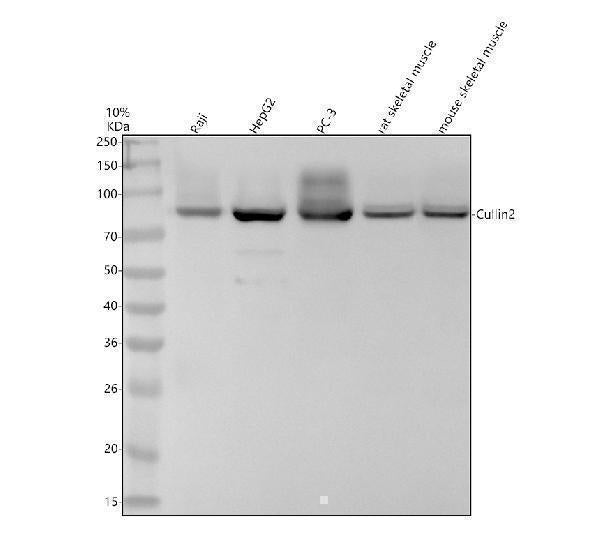 Anti-Cullin 2 Rabbit Monoclonal Antibody